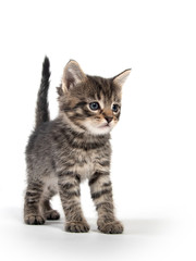Cute gray kitten on white