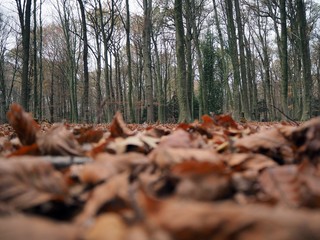 Autumn forrest with red and brown leaves and green tree trunks.