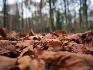 Autumn forrest with red and brown leaves and green tree trunks.