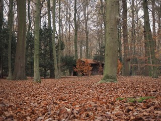 Autumn forrest with red and brown leaves and green tree trunks.