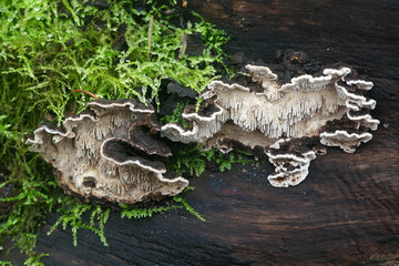 Common mazegill, Datronia mollis