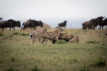 Fototapeta na wymiar Cheetahs attacking wildebeest