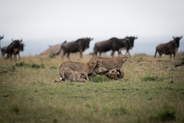 Cheetahs attacking wildebeest