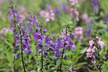 Vanda Orchid Flowers