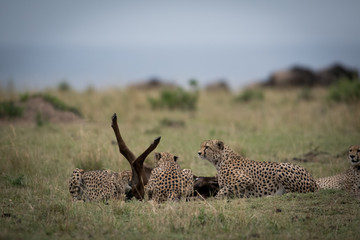 Cheetahs attacking wildebeest