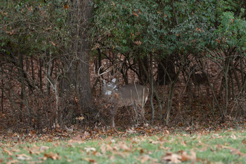 white-tailed deer buck in the woods