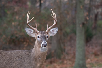 White-tailed deer buck along the edge of the woods