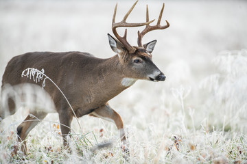 White-tailed deer buck in frost covered field