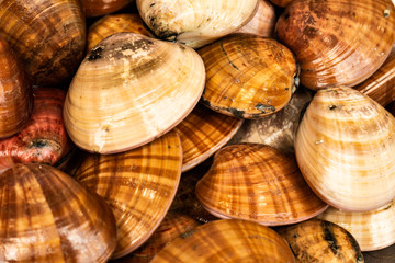 Approach of marine snails of brown color.