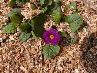 Purple petunias with green leaves in mulch