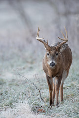 White-tailed deer buck in frost covered field