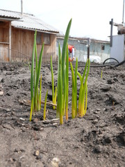 Fototapeta premium Shoots of green onions on a bed