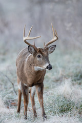 White-tailed deer buck in frost covered field