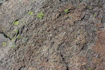 Lichen on stones texture