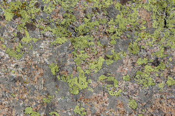 Lichen on stones texture