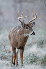 White-tailed deer buck in frost covered field