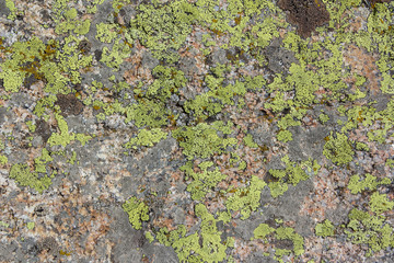 Lichen on stones texture