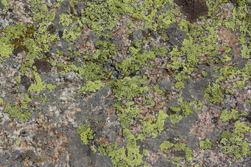 Lichen on stones texture