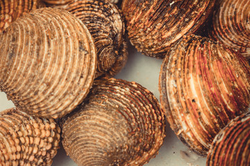 Approach of marine snails of brown color.