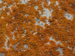 lichen on the rock texture