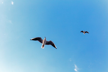 birds in flight