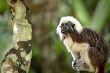 Cotton Top Tamarin Monkey, Saguinus oedipus, sitting in natural environment