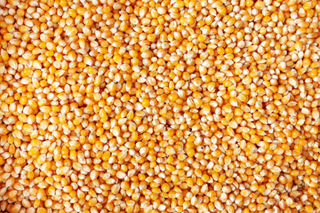 yellow corn background