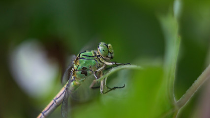 dragonfly on blade of grass