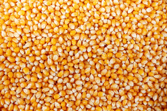 background of corn