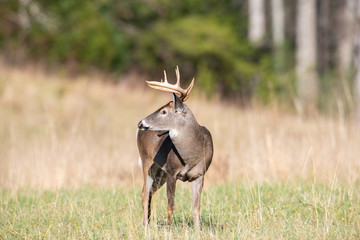 White-tailed deer buck in open meadow