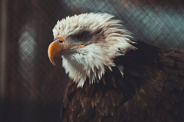 portrait of an american bald eagle
