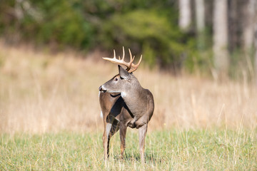 White-tailed deer buck in open meadow