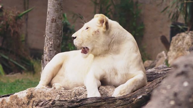 pregnant female white lion.The white lions are a colour mutation of the Transvaal lion , Panthera leo krugeri, also known as the Southeast African or Kalahari lion.