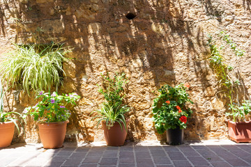 plants in flower pots