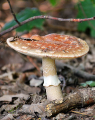 Pilz - Wald 