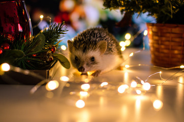 hedgehog with christmas lights bokeh background
