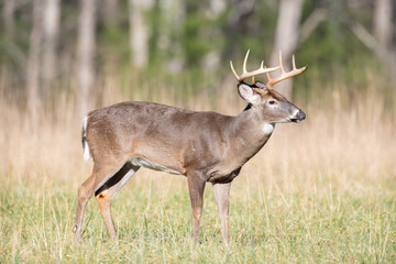 White-tailed deer buck in open meadow