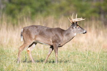 White-tailed deer buck in open meadow