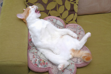 Portrait of white cat sleeping  on the sofa.