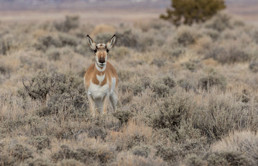 Pronghorn Antelope Doe