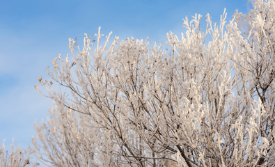 branches of bushes with snow