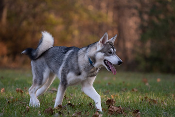 Siberian Husky and fall colors