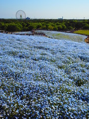 ネモフィラと観覧車