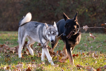 Siberian Husky and German Shepherd