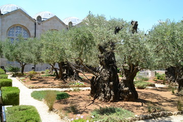 Gethsemane olive orchard. Garden of Gethsemane, Jerusalem, Israel.