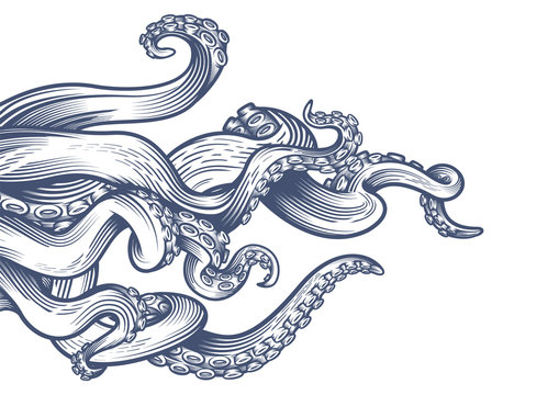 Tentacles of an octopus. Hand drawn vector illustration in engraving technique isolated on white background. 