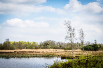Wild nature in Scandinavia with birch trees by a lake