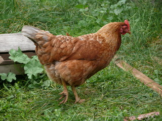 Redhead chicken walking on fresh green grass