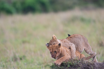 Two lion cubs playing