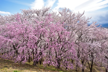 Fototapeta na wymiar 松本　弘法山古墳の桜